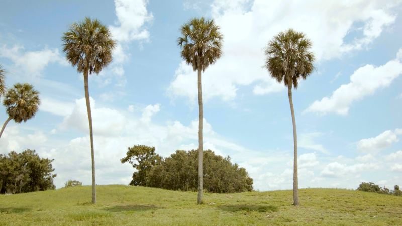 Three palm trees
